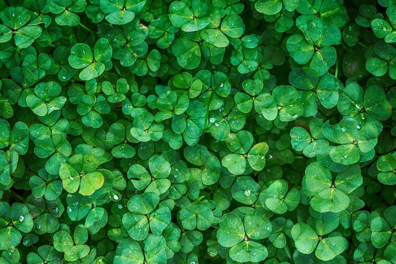 Leafy Greens