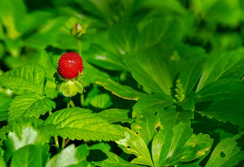 Strawberry Harvest